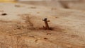 Close-up of a single rusty nail. Royalty Free Stock Photo