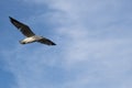 Close up on single seagulls with food in its mouth Royalty Free Stock Photo