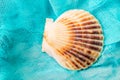 Seashell on cian cloth background close