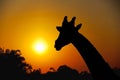 Single silhouette of giraffe on beautiful sunset sky and shadow tree view in the evening natural background Royalty Free Stock Photo