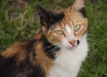 Close up of single sitting cat on the grass