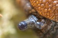 close up of a single slug eye Royalty Free Stock Photo