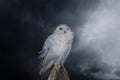 Close up of a single snow owl