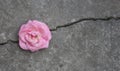 Close-up of Single softness pink rose flower against the background of an old scratched stone wall