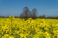 Close up on a single spike of rape seed flowers