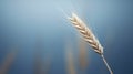 A close up of a single stalk of wheat in the air, AI