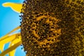 Close up of a single sunflower against a bright blue sky. Royalty Free Stock Photo