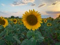 Close up single sunflower blooming in the summer Royalty Free Stock Photo