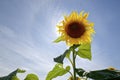 Close-up of a single sunflower with blue sky background Royalty Free Stock Photo