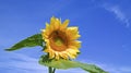 Close-up of a single sunflower with blue sky background Royalty Free Stock Photo