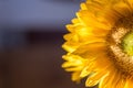 Close up of a single sunflower in bright sunlight Royalty Free Stock Photo