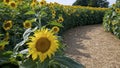 Close-up of a single sunflower in the row of sunflower with straw-filled road