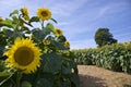 Close-up of a single sunflower on the side of the footpath in the sunflower farm Royalty Free Stock Photo