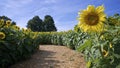 Close-up of a single sunflower on the side of the road with straw in the sunflower farm Royalty Free Stock Photo