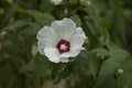 Close-up of single sweet white and pink flowers of hibiscus or rosa sinensis, blooming on branches with green leaves Royalty Free Stock Photo