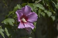 Close-up of single sweet white and pink flowers of hibiscus or rosa sinensis, blooming on branches with green leaves Royalty Free Stock Photo