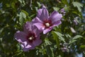 Close-up of single sweet white and pink flowers of hibiscus or rosa sinensis, blooming on branches with green leaves Royalty Free Stock Photo