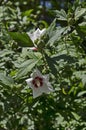 Close up single sweet white and pink hibiscus rosa sinensis flowers blooming on nature ornamental green leaves Royalty Free Stock Photo
