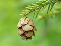 Tiny Pine Cone