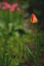 Close up of single tulip flower plant with morning water droplets in the garden  vibrant springtime bloom copy space Royalty Free Stock Photo