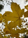 Close-up of a single vibrant yellow autumn leaf