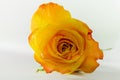 Close up of a single vibrant yellow rose on white background Royalty Free Stock Photo