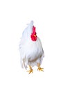 Single white  bantam walking isolated on background , clipping path Royalty Free Stock Photo