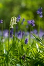Close up of single white bluebell amidst carpet of wild bluebell flowers in Bentley Priory Nature Reserve, Stanmore Middlesex UK.