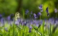 Close up of single white bluebell amidst carpet of wild bluebell flowers in Bentley Priory Nature Reserve, Stanmore Middlesex UK.