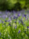 Close up of single white bluebell amidst carpet of wild bluebell flowers in Bentley Priory Nature Reserve, Stanmore Middlesex UK.