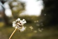 Close-up of single white dandelion against a blurred green background Royalty Free Stock Photo