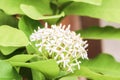 Close up Single of white flower spike Rubiaceae Ixora coccinea i