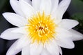 Single white lily lotus flowers with yellow pollen blooming top view Royalty Free Stock Photo