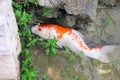 Single white with orange color fancy carps or colorful koi fish eating algae near rock in nature water pond , top view