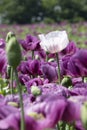 Close-up of a single white poppy in a purple poppy field Royalty Free Stock Photo