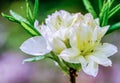 A single white rhodedendron flower in the Norfolk countryside