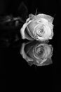 A close-up of a single white rose with reflection. B&W photo Royalty Free Stock Photo