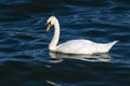 Single White Swan Swimming in Lake Ontario Royalty Free Stock Photo