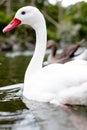 Close up of a single white swan with red beak and red eyes Royalty Free Stock Photo