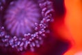 The close up of a single wild red corn poppy flower blossom Royalty Free Stock Photo