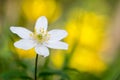 Close up of single wood anemone against yellow background