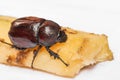 Single xylotrupes gideon female or Siamese rhinoceros beetle  Fighting beetle  eating  sugar cane isolated on white background Royalty Free Stock Photo