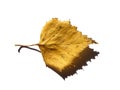 Close up of a single yellow autumn birch tree leaf casting a shadow on a white background Royalty Free Stock Photo