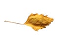 Close up of a single yellow autumn birch tree leaf on a white background Royalty Free Stock Photo