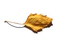 Close up of a single yellow autumn birch tree leaf on a white background with shadow Royalty Free Stock Photo