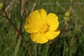 Close up of single yellow buttercup, ranunculus