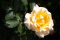 Close-up of single yellow Centennial hybrid grandiflora rose blooming outdoors with green leaves in background