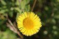 Common fleabane, pulicaria dysenterica, flower Royalty Free Stock Photo