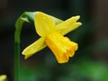 Single Daffodil Flower Closeup on Green Stem Royalty Free Stock Photo