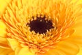 Close up of single yellow dahlia